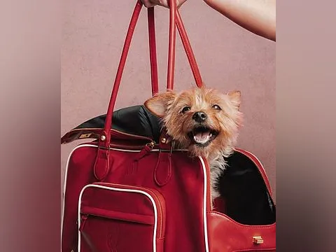 A small dog peeking out of a red handbag